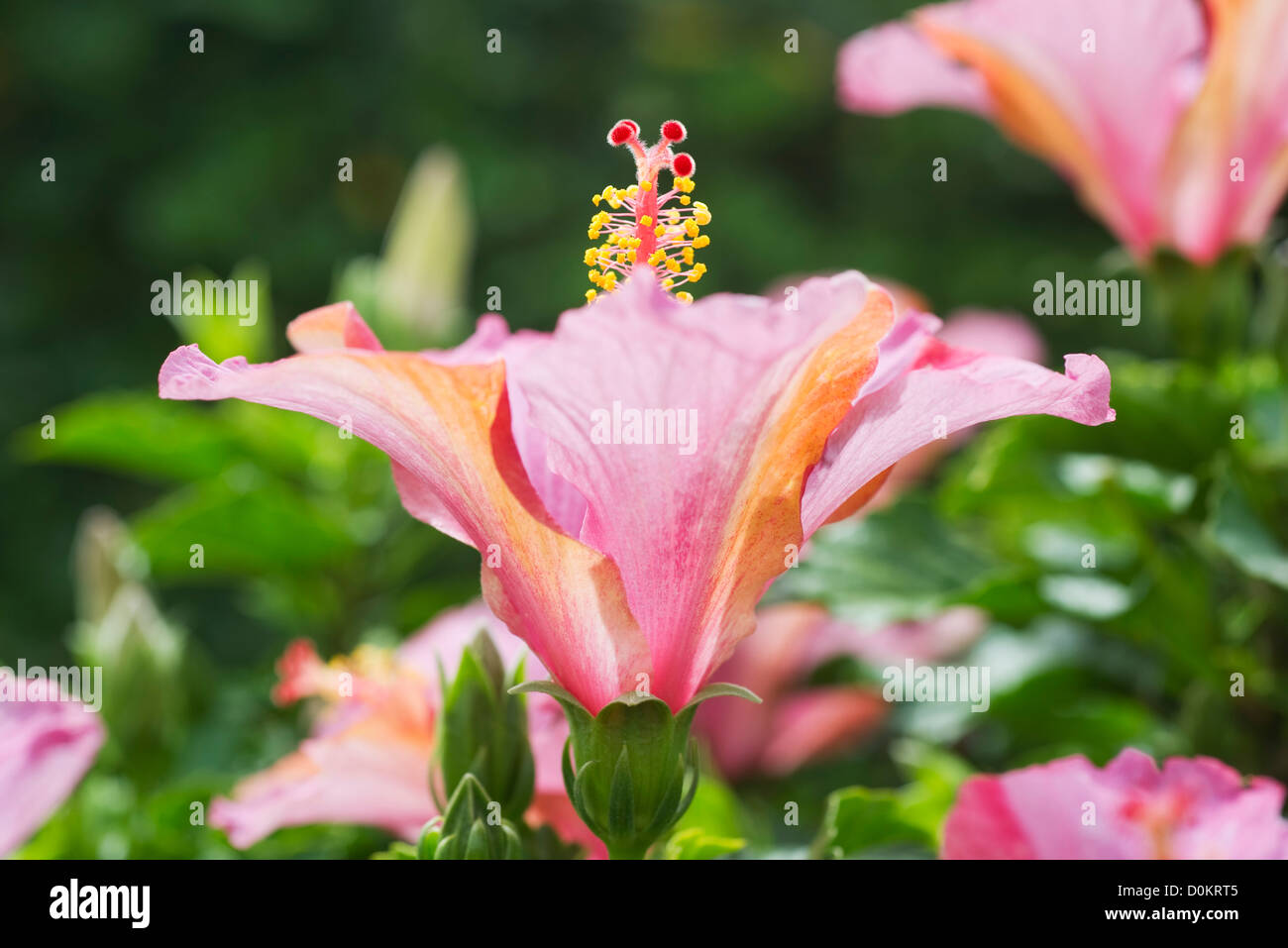Hibiskus Blumen Stockfoto