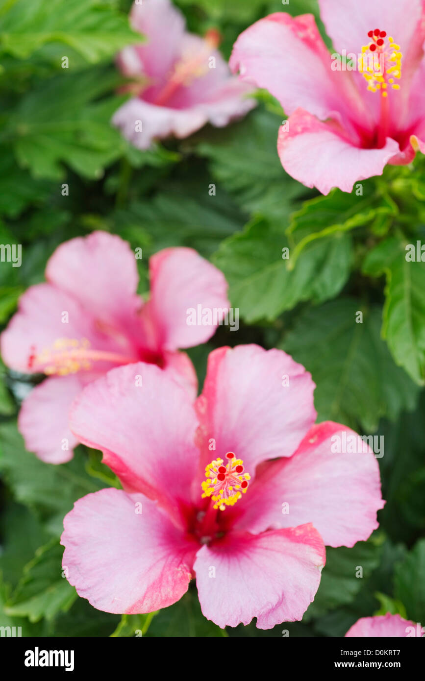 Hibiskus Blumen Stockfoto