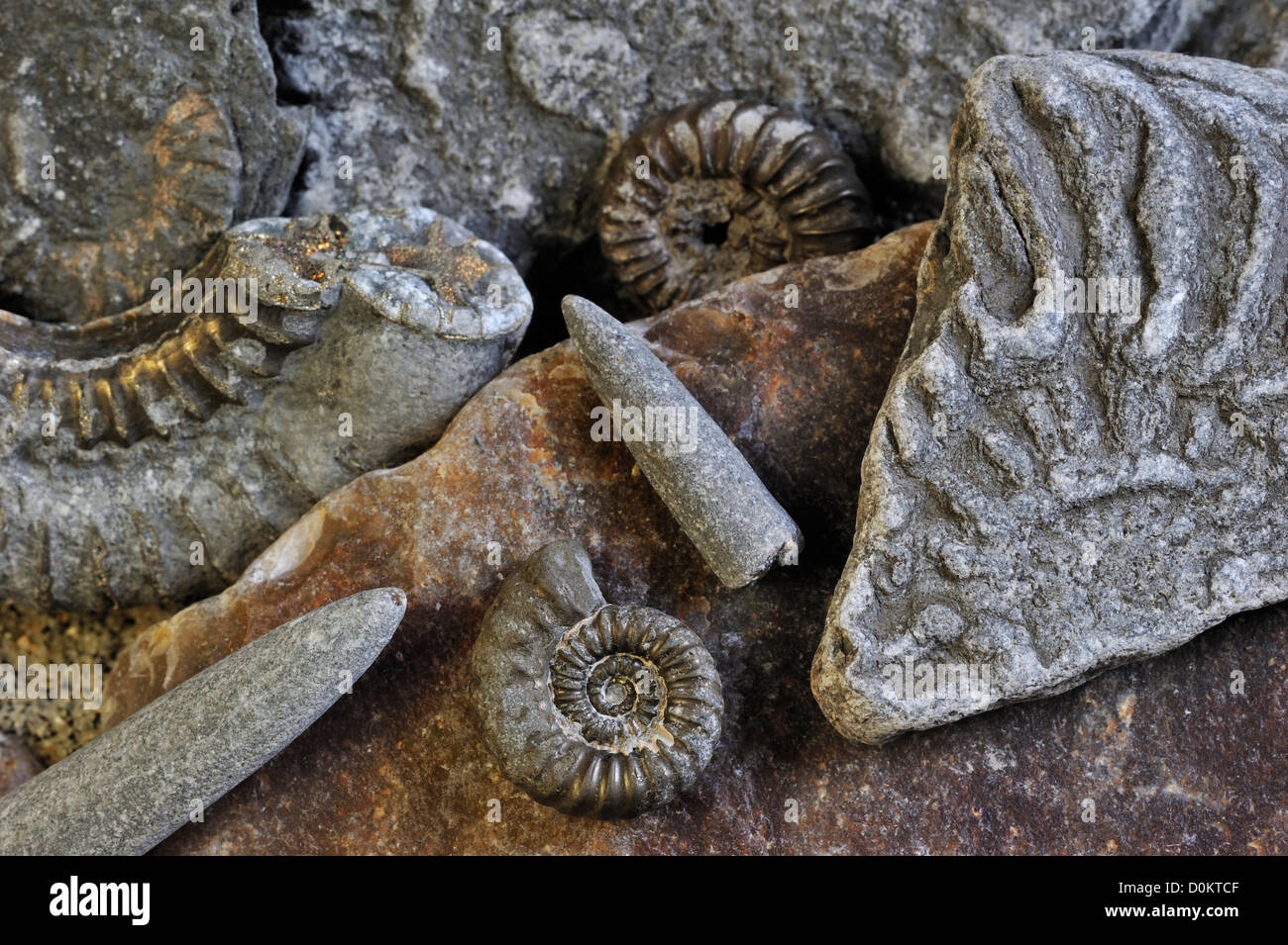 Fossilien, wie fossile Wächter der Belemniten und Ammoniten am Kiesstrand in der Nähe von Lyme Regis, Jurassic Coast, Dorset, England, UK Stockfoto