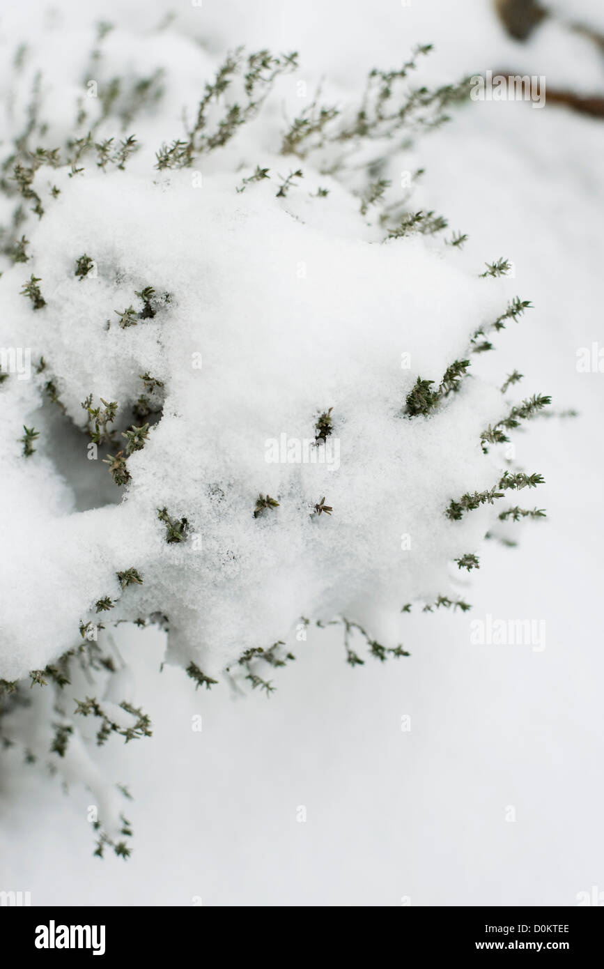 Thymian im Schnee Stockfoto