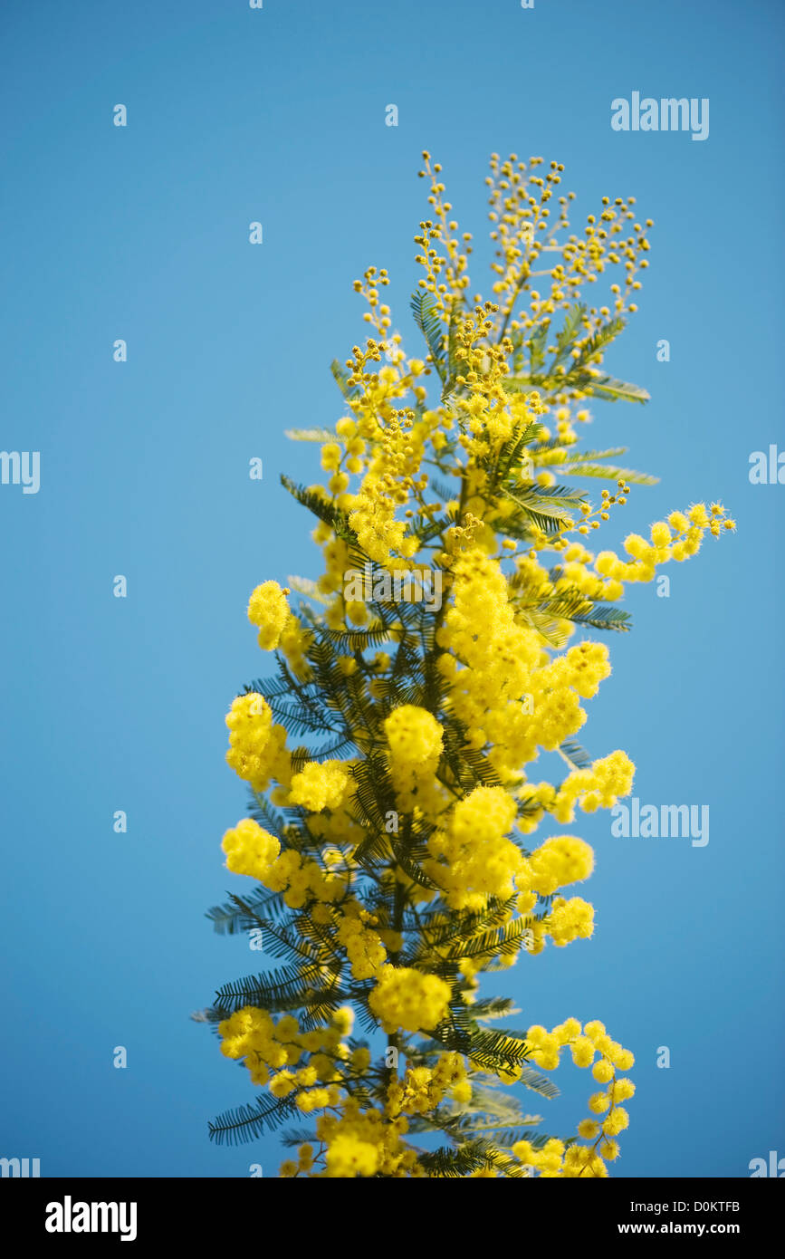 Mimosen Blüten Stockfoto