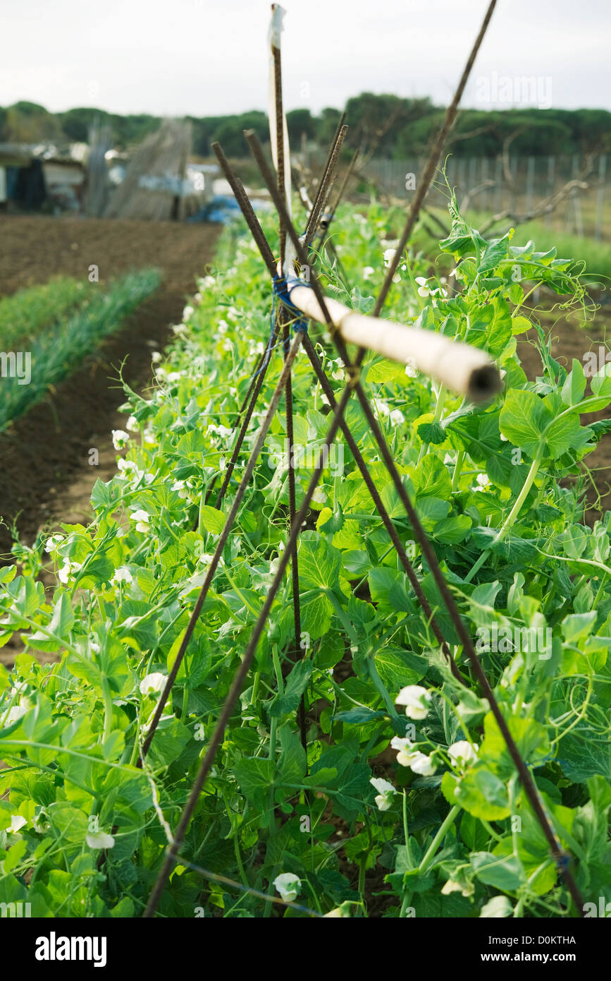 Kultur-grüne Bohnen-Gemüse Stockfoto