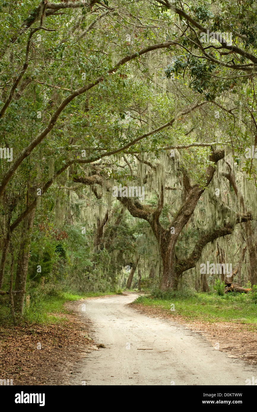 GA00112-00... Georgien - Eichen gesäumt Claflin Straße auf Jekyll Island. Stockfoto