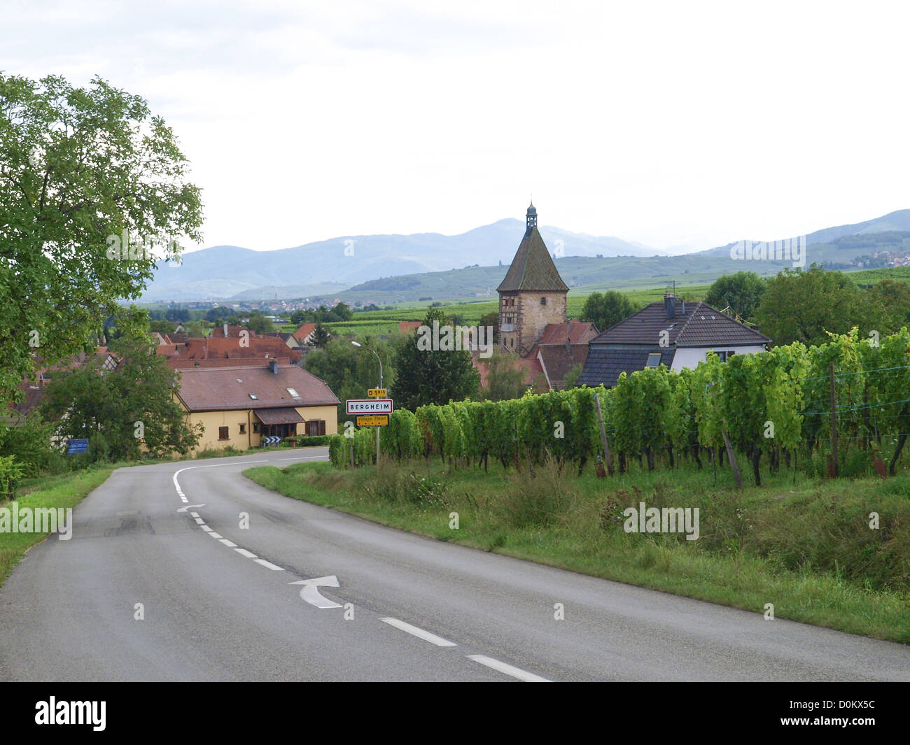 Weingut Gebiet Elsass, Frankreich, Elsass, Bergheim Stockfoto