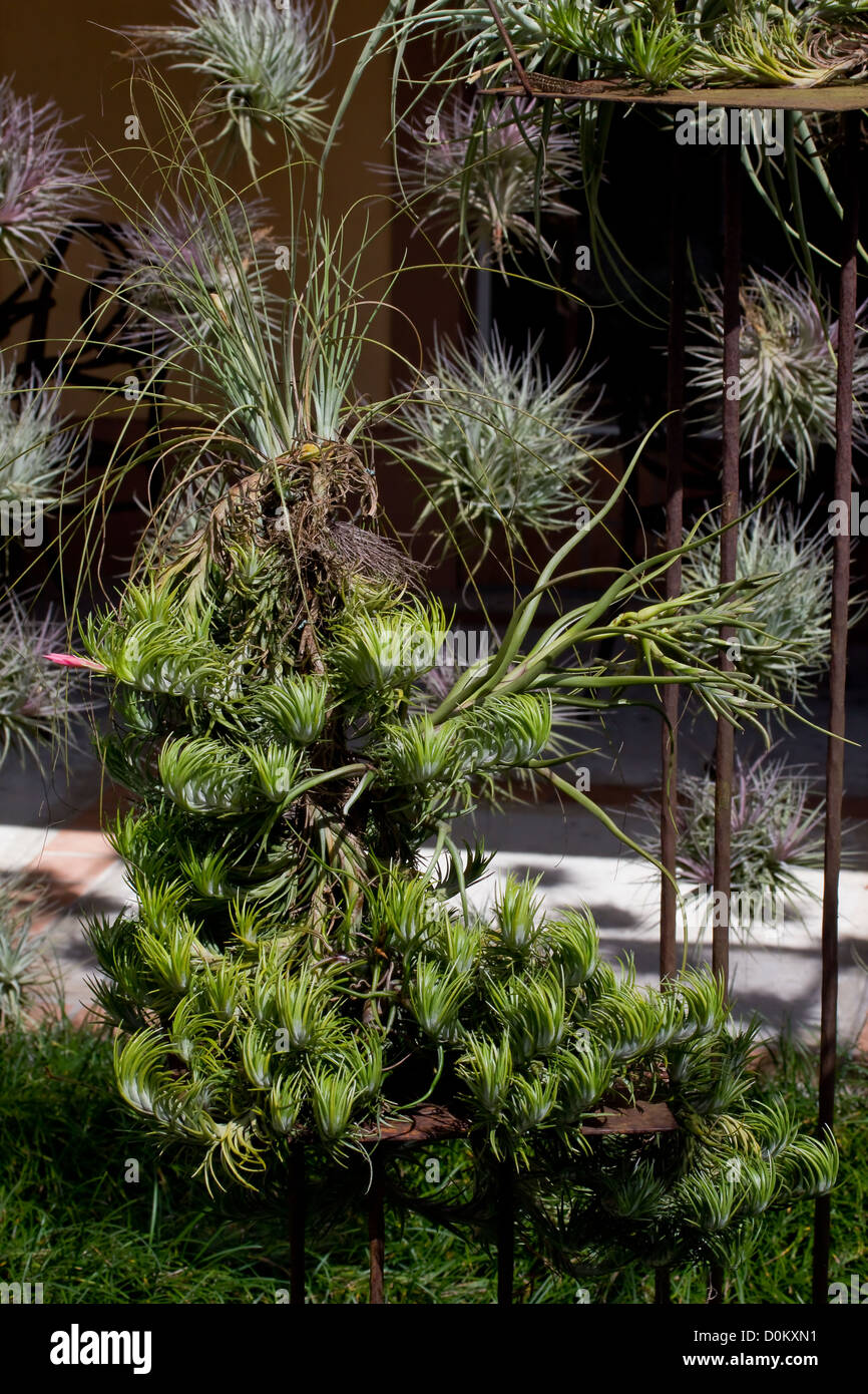 Eine Skulptur aus Luft Pflanzen hergestellt wird neben dem kleinen Café in den Gärten des Bok Turm angebaut. Stockfoto