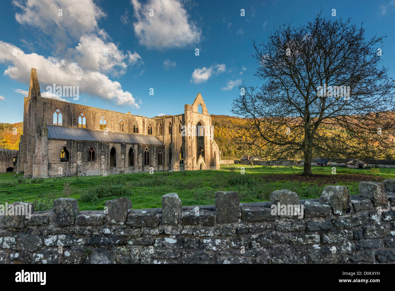 Ruinen von TINTERN ABBEY IN THE WYE VALLEY im Herbst Stockfoto