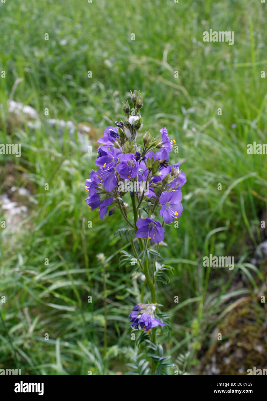 Jacobs-Leiter Polemonium caeruleum eine seltene Pflanze, die in Lathkill Dale in Derbyshire England gefunden wurde Stockfoto