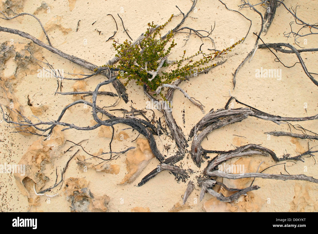 Sand und Pflanzen Stockfoto