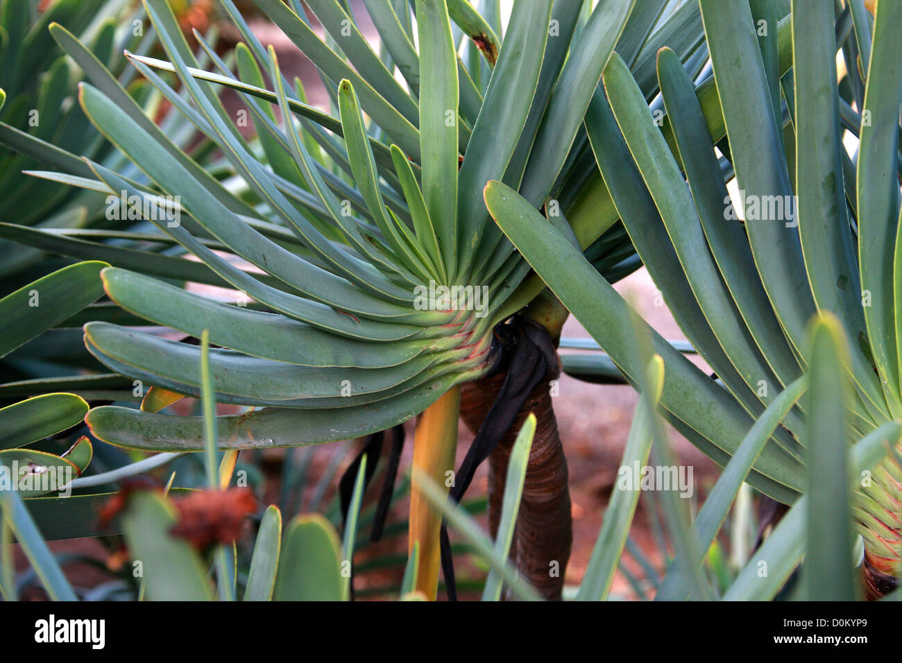 Aloe mountains Stockfotos und -bilder Kaufen - Alamy
