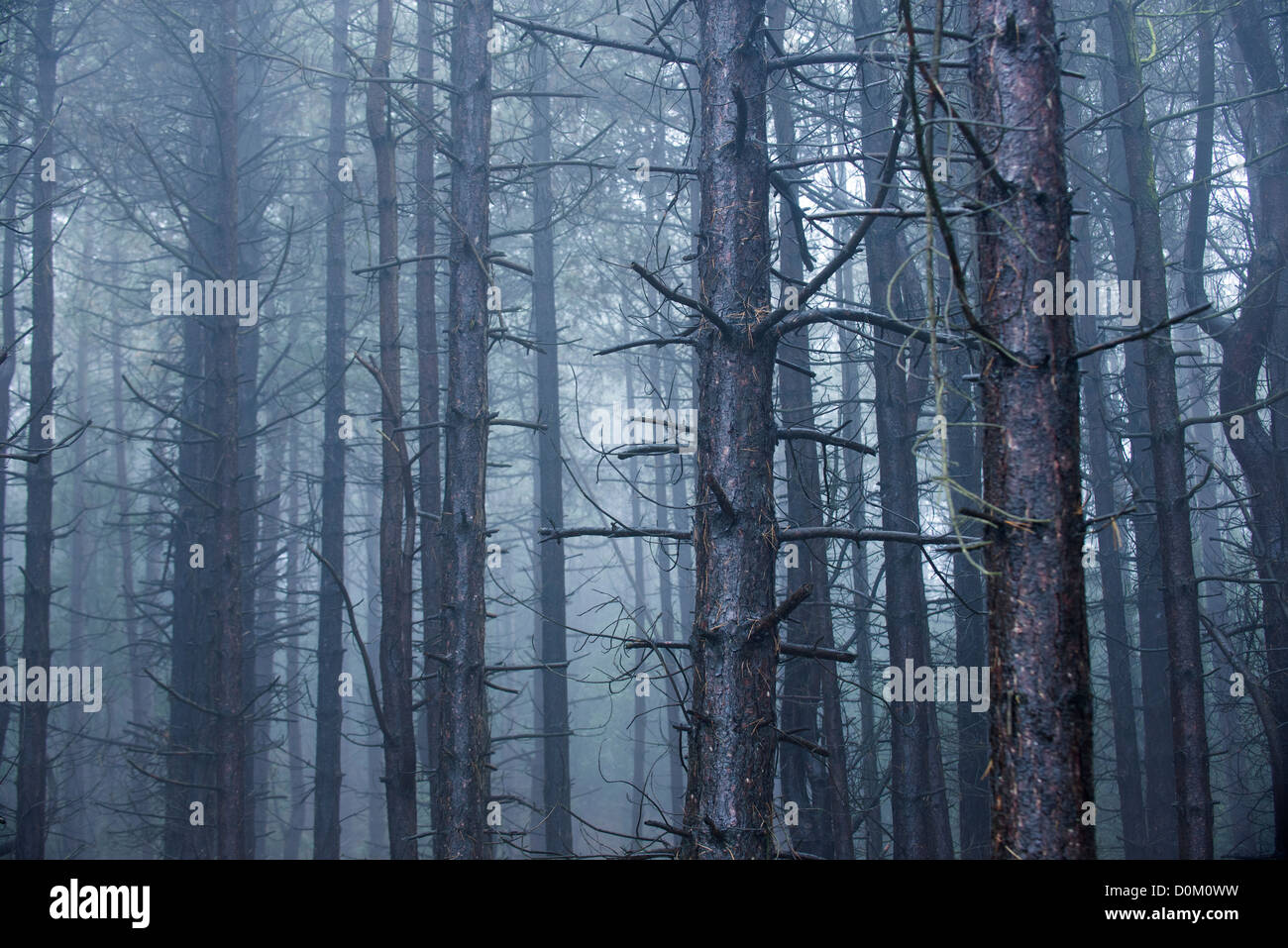 Reife Nadelbaum Wälder eingehüllt in nassen nebligen Bedingungen Stockfoto
