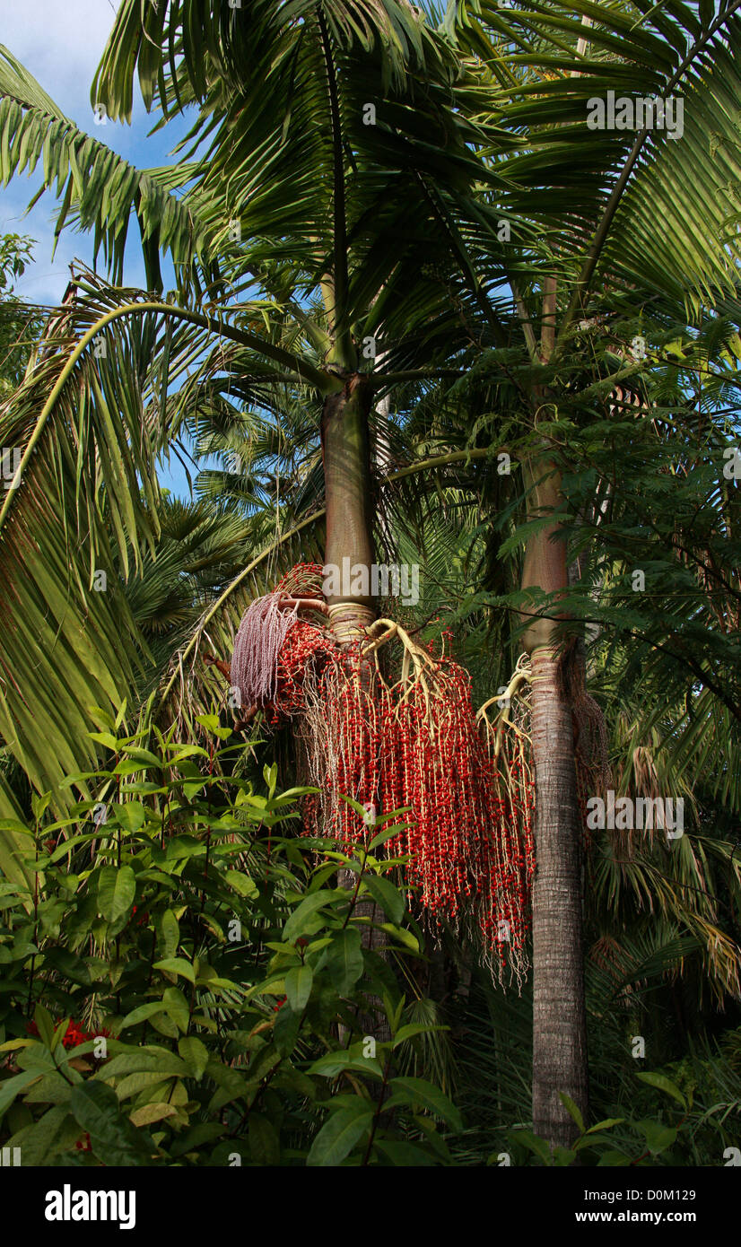 Bangalow Palm, König Palm, Illawara Palmen, Piccabben oder Bangalow, Archontophoenix Cunninghamiana, Palmsonntag (Palmae). Australien. Stockfoto