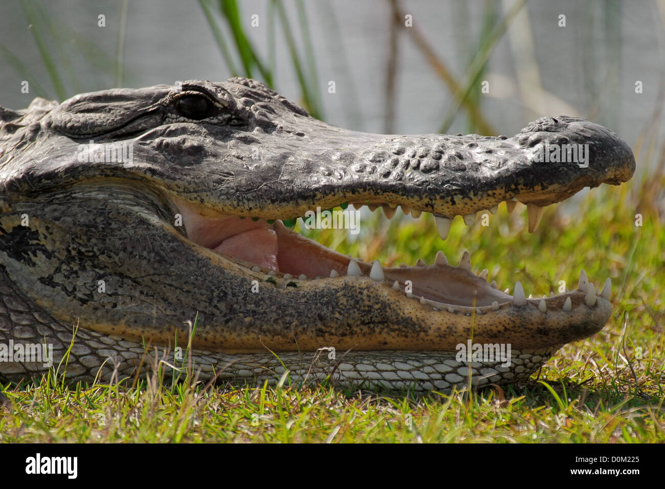 Ein Alligator mit seinen Mund Agape. Klaffende, kann ein allgemeines Verhalten für Krokodile, eine Kühlfunktion vorsehen. Stockfoto