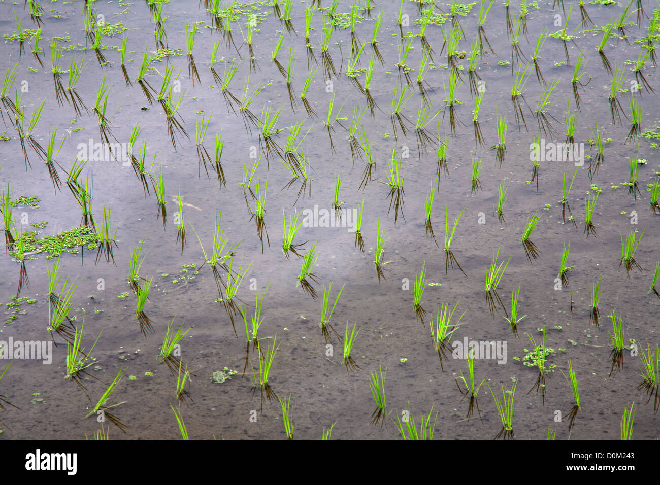 Reis-Sämlinge in einem Wasser auf dem Reisfeld, Bali, Indonesien Stockfoto