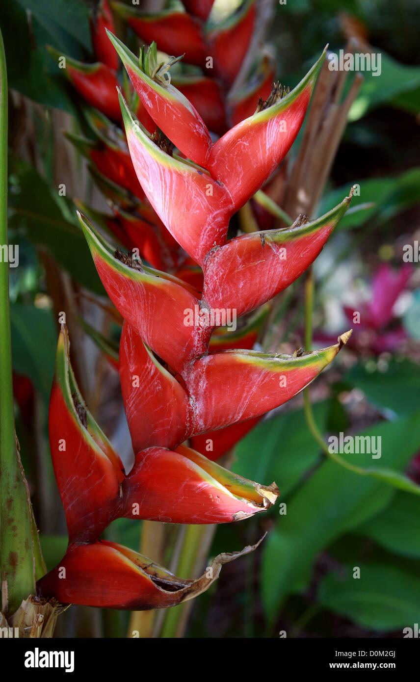 Red Palulu, Hummergreifer, Bastard-Wegerich, Firebird, Ara Blume, Heliconia  Bihai, Heliconiaceae. Süd-Amerika Stockfotografie - Alamy