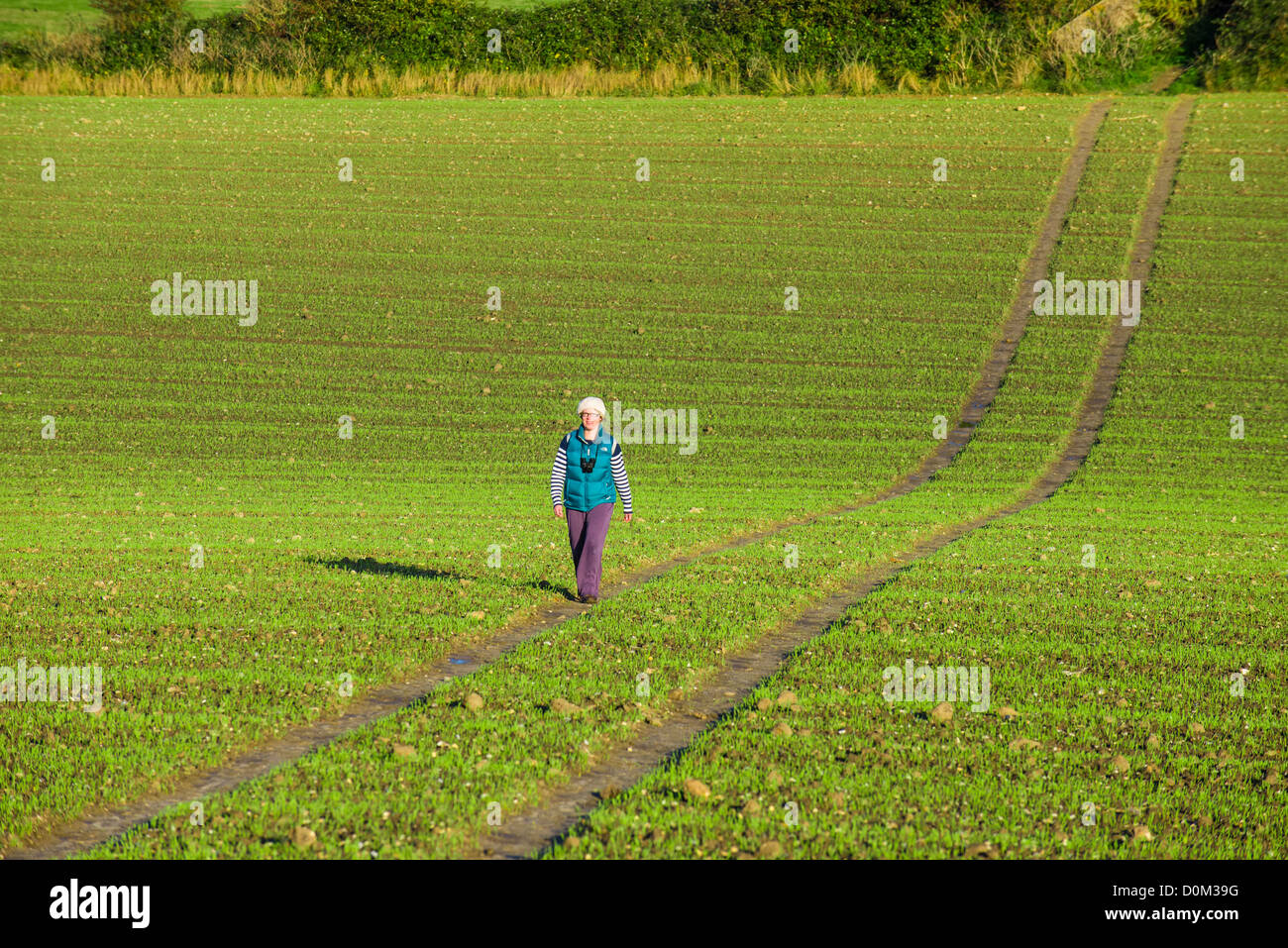 Single-Frau zu Fuß auf öffentlichen Fußweg über urbaren Ackerland, North Norfolk, England Stockfoto