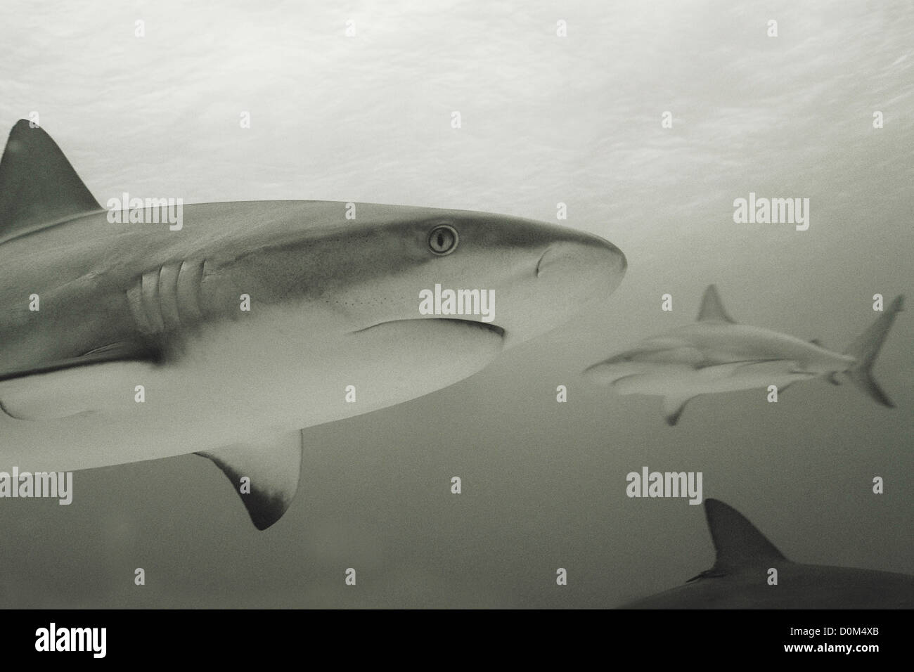 Schauen Sie neugierig Karibische Riffhaie Stockfoto