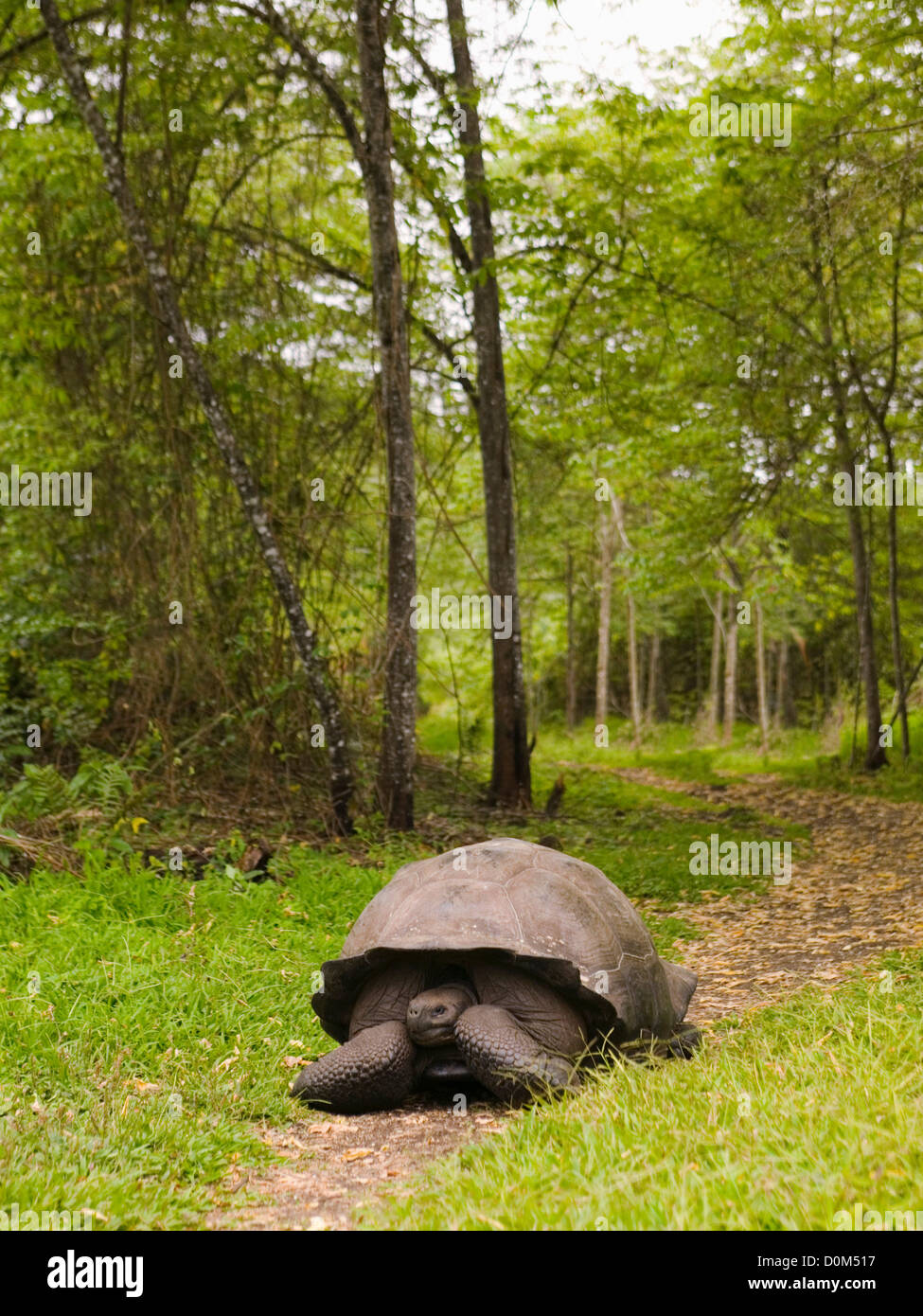 Riesenschildkröte rumpelt ein ausgedienter Weg Stockfoto