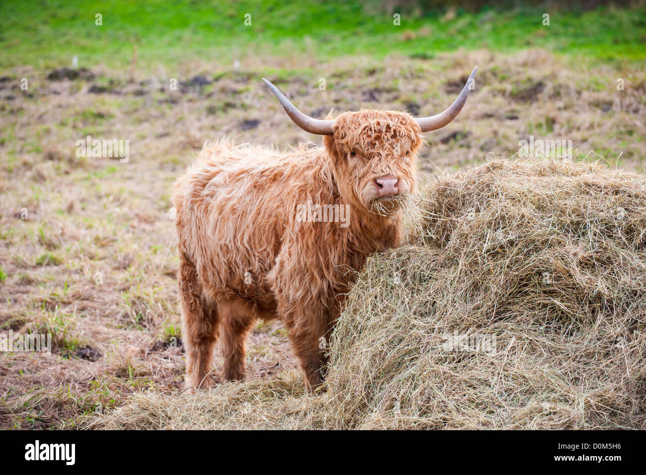 Hochlandrinder ernähren sich von Heuballen, England, November Stockfoto