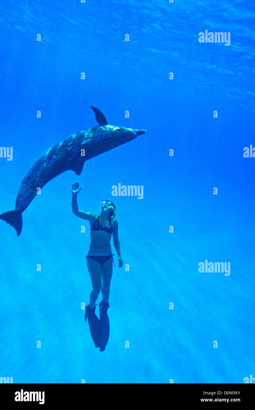 Schnorchler mit einem Atlantic Spotted Dolphin schwimmen. Stockfoto