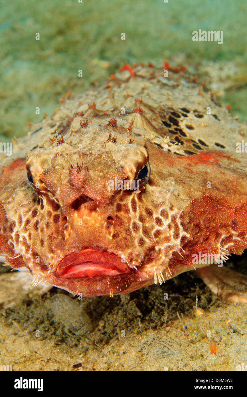 Polka Dot Fledermausfischen sitzt auf dem Meeresboden. Stockfoto