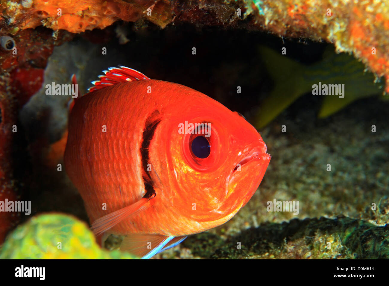 Blackbar Soldierfish, Myripristis Jacobus. Stockfoto