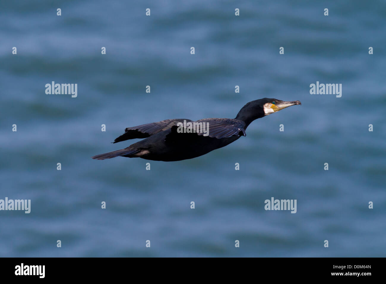 Kormoran im Flug Stockfoto