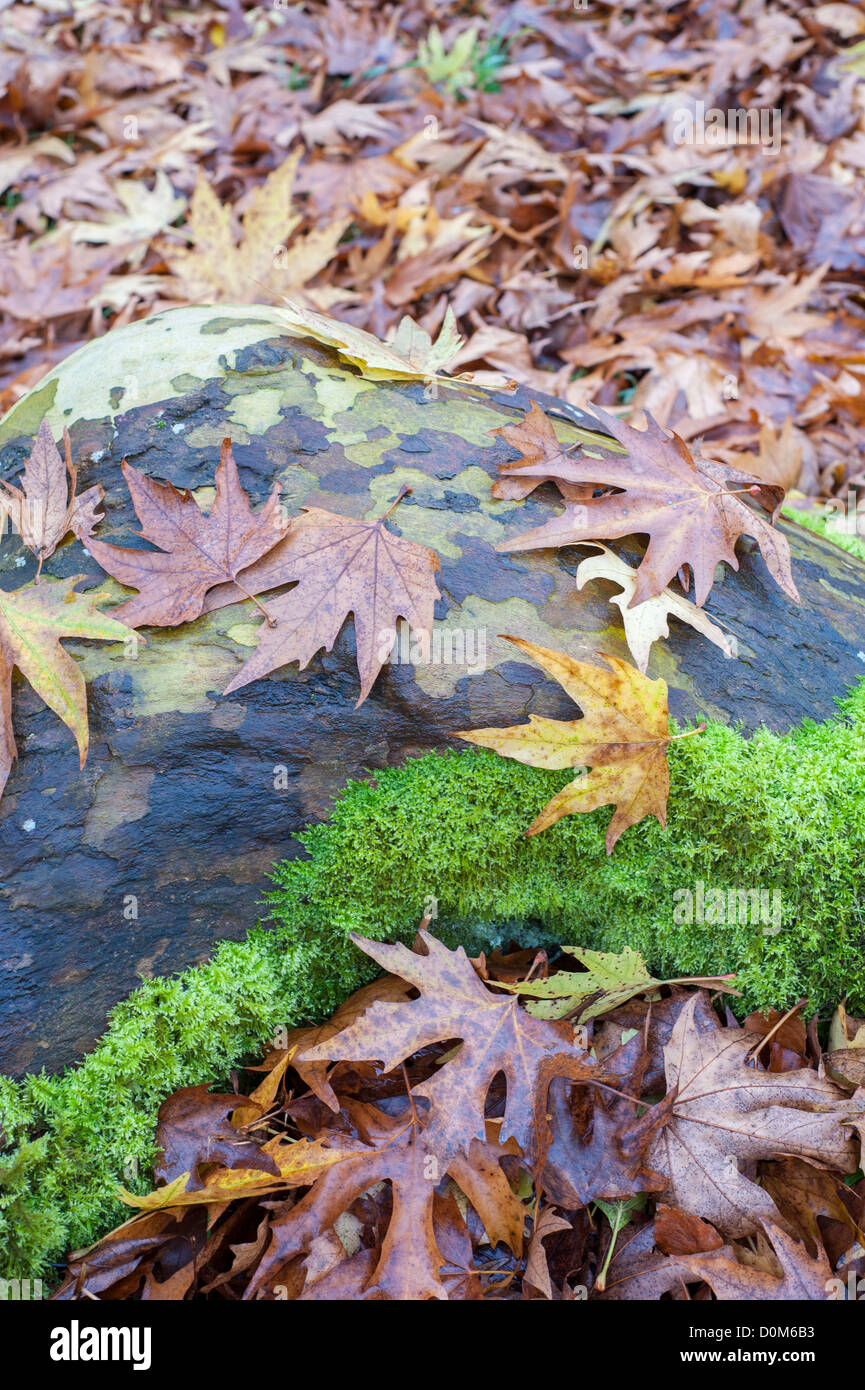 London Flugzeug Platanus × Acerifolia, im Herbst mit Laub und Rinde Textur, Norfolk, England, November Stockfoto