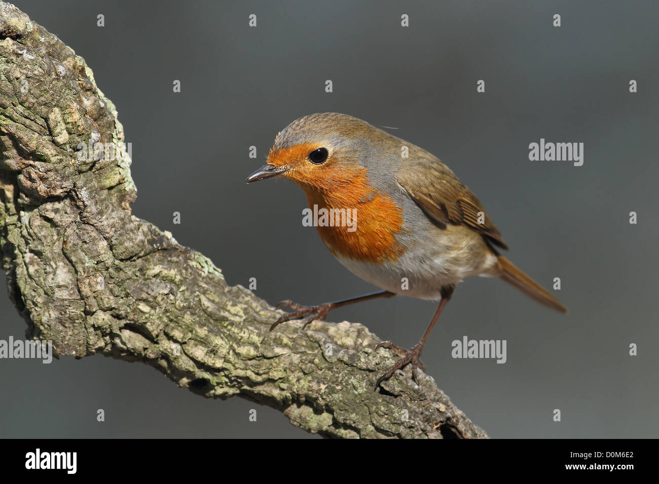 Erithacus Rubecula Robin thront auf einem Ast mit grauem Hintergrund beobachten Stockfoto