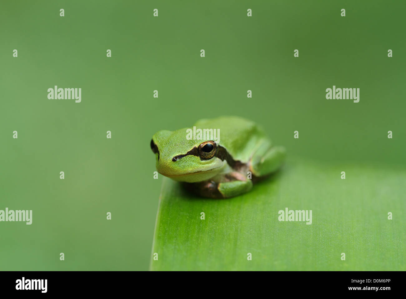 Laubfrosch HYLA auf einem grünen Blatt und grünen Hintergrund. Breite Stockfoto