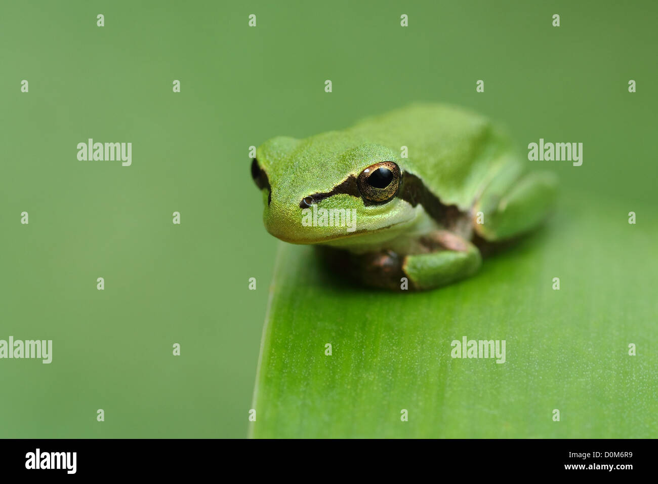 Laubfrosch HYLA auf einem grünen Blatt und grünen Hintergrund gerade in die Kamera, warten, beobachten und ruhen Stockfoto