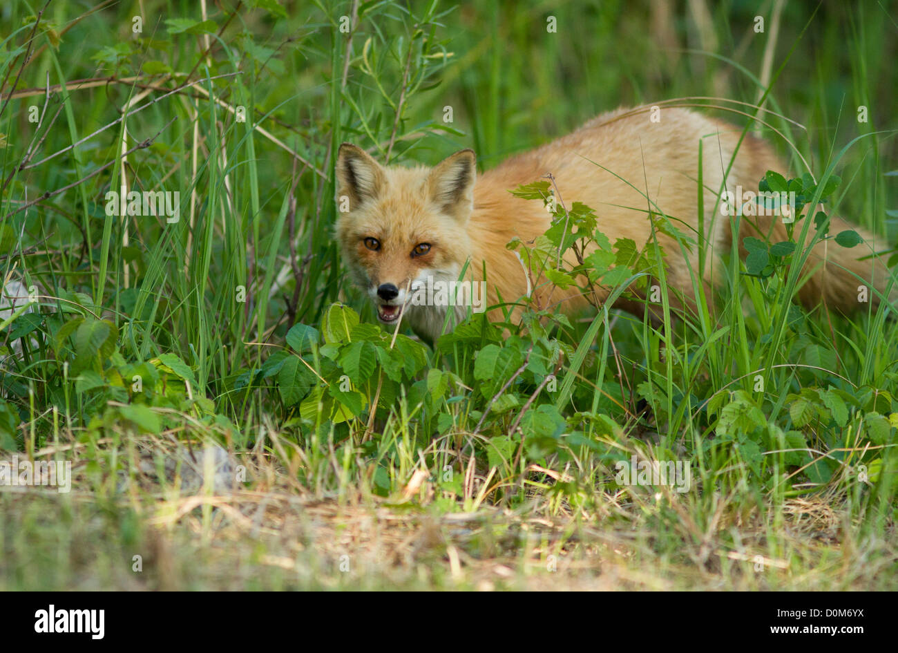 Roter Fuchsjagd im Wald Stockfoto