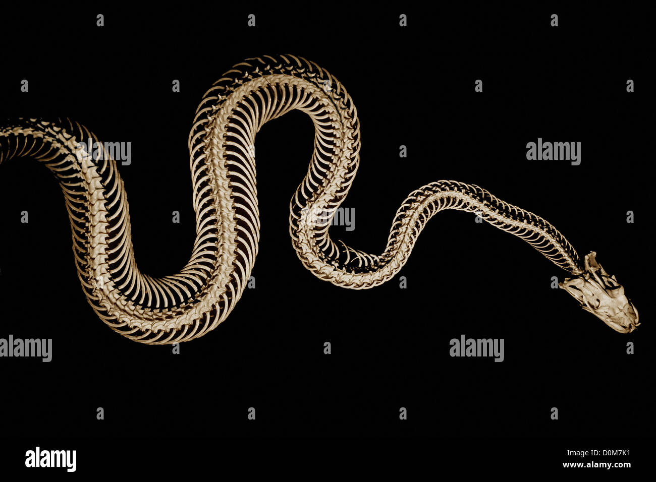 Ein Schlange Skelett erstellt eine anmutige, gewundene Form auf dem schwarzen Hintergrund. Stockfoto