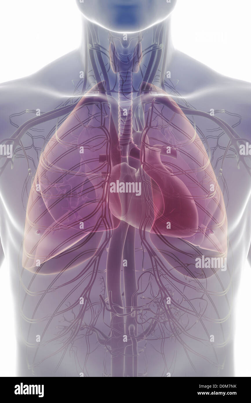 Stilisierte Vorderansicht der Oberkörper zeigt die Herz-Kreislauf- und Atmungssystem. Stockfoto
