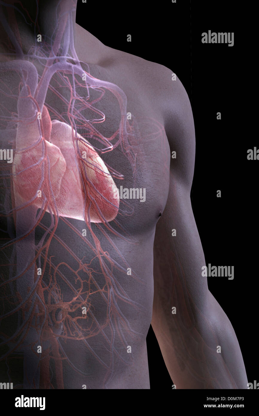 3/4 Nahaufnahme Blick des Herzens und der Blutgefäße des Brustkorbs. Stockfoto