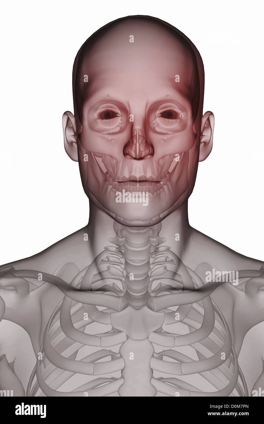 Vorderansicht der Knochen des Kopfes und Halses innerhalb der Haut (männlich). Stockfoto