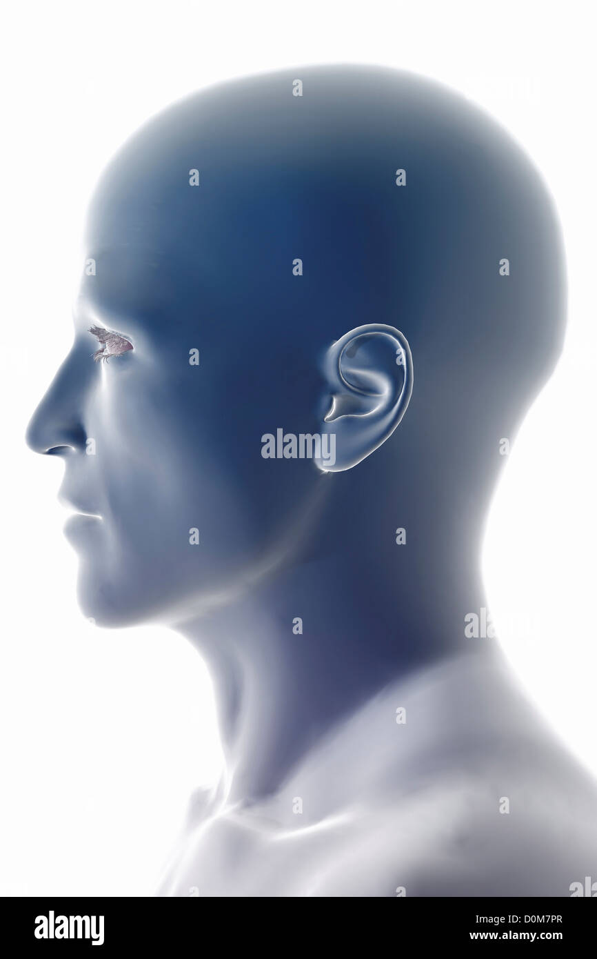 Stilisierte Seitenansicht eines männlichen Kopf und Hals. Stockfoto