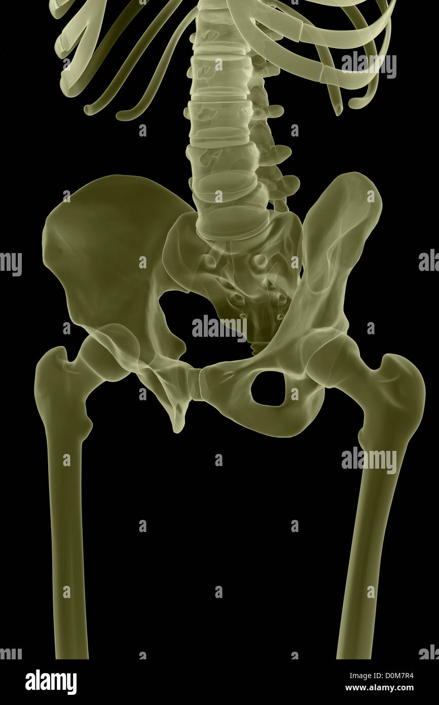 Dreiviertel stilisierte Ansicht der Knochen der linken Hüfte. Stockfoto