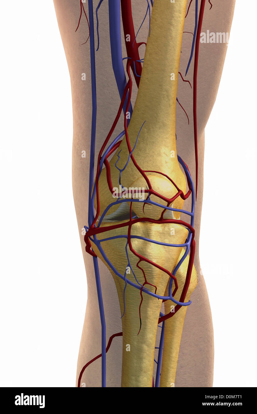 Nahaufnahme der linken Knie Knochen und großen Blutgefäßen. Stockfoto