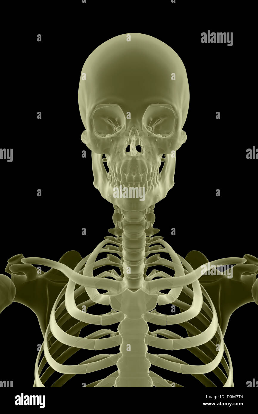 Stilisierte Frontalansicht der Knochen von den Oberkörper, Kopf und Hals. Stockfoto