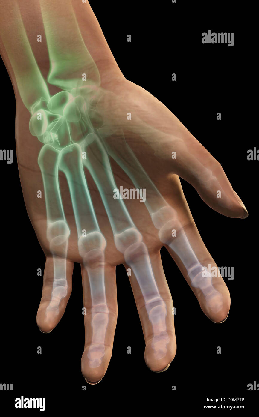 Stilisierte Knochen der linken Hand und des Handgelenks. Stockfoto