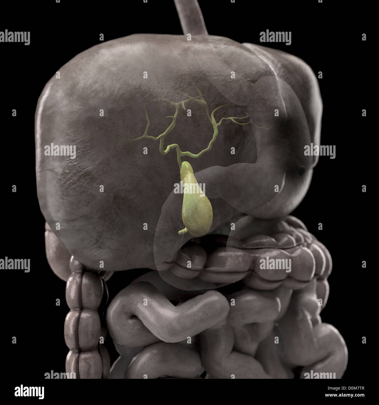 Dreiviertel Nahaufnahme Leber ist verblasst zeigen Position Gallenblase relative Magen Darm. Stockfoto