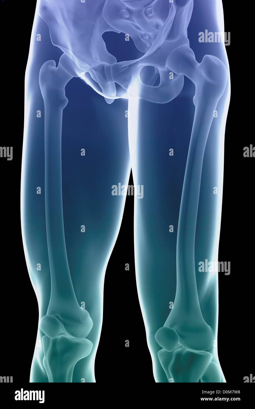 Anatomie des unterschenkels Fotos und Bildmaterial in hoher Auflösung