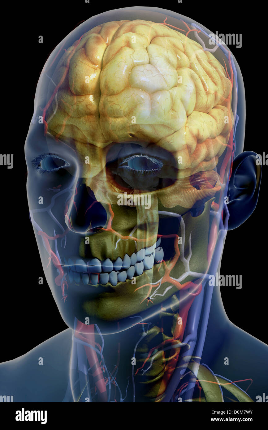 Stilisierte schließen sich Dreiviertelansicht der Knochen des Kopfes und Halses. Das Gehirn ist auch innerhalb des Kopfes sichtbar. Stockfoto