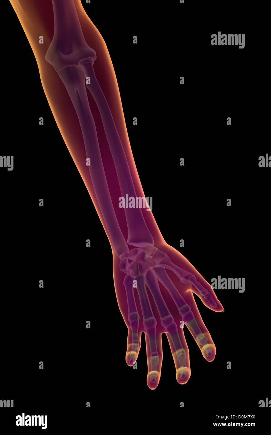 Stilisierte Frontalansicht der Knochen des linken Unterarms. Stockfoto