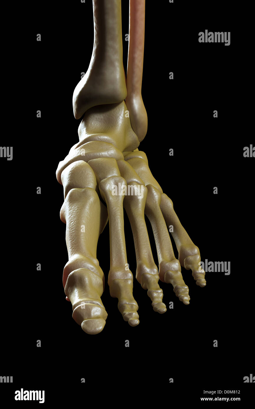 Nahaufnahme der Knochen des linken Fuß und Sprunggelenk. Stockfoto