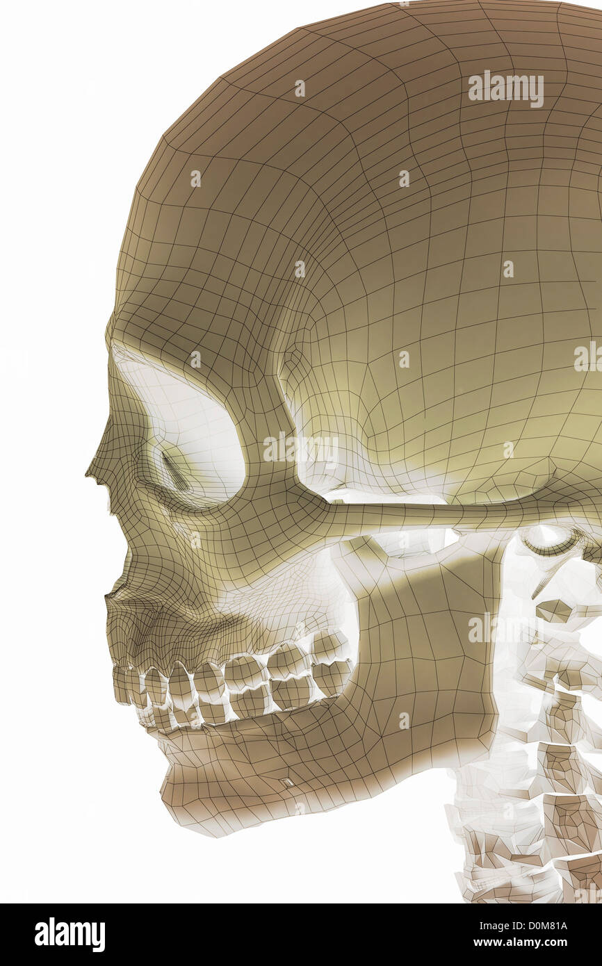 Stilisierte schließen sich des menschlichen Schädels von der linken Seite gesehen. Die Knochen haben ein Drahtmodell aussehen. Stockfoto