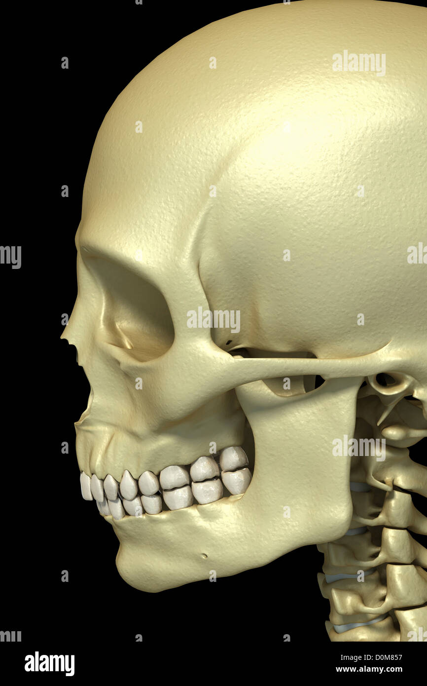 Nahaufnahme der Knochen des Schädels, Kiefer und Zähne. Stockfoto