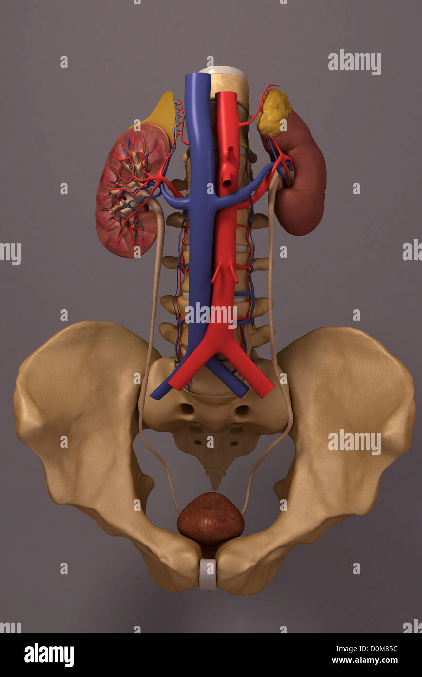 Vorderansicht des renalen System und es ist Blut-Versorgungsmaterial. Der Wirbelsäule und des Beckens ist ebenfalls enthalten. Stockfoto