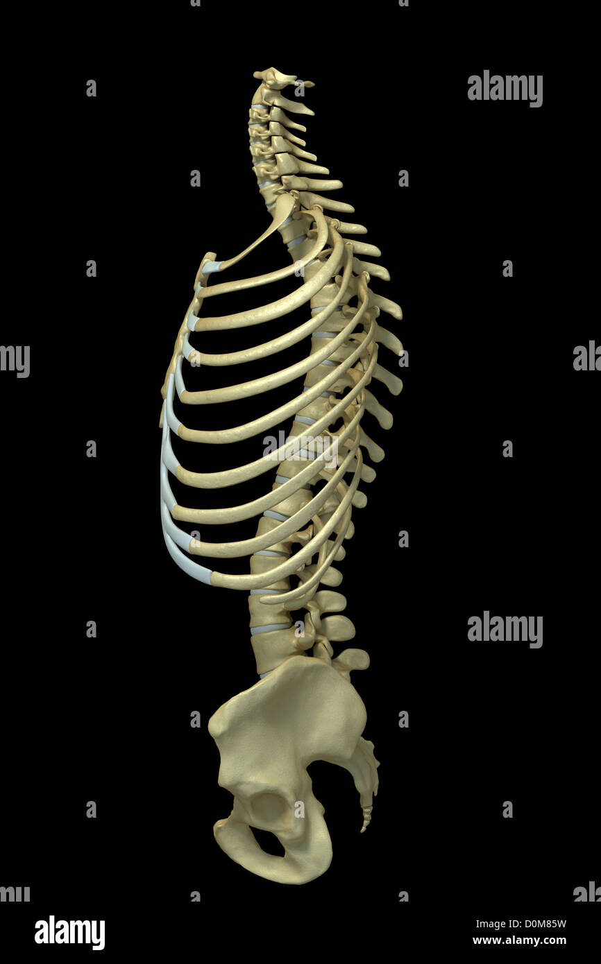 Linke Seitenansicht des Brustkorbs im Verhältnis zu der Wirbelsäule und des Beckens. Stockfoto