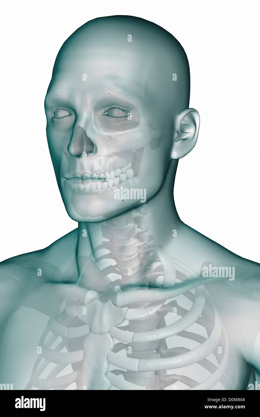 Stilisierte Dreiviertelansicht der Knochen von Kopf, Hals und Schultern in der Haut (männlich). Stockfoto